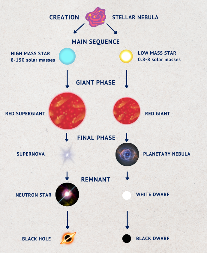 A diagram showing the stages in the life cycle of a star. "Creation" is at the top, also labelled "Stellar Nebula" along with a graphic of a pink swirly cloud. Two arrows point left and right with the label "Main Sequence". On the left is "High Mass Star", a blue circle, and arrows lead to the next stages which are "Red Supergiant", "Supernova", "Neutron Star" and "Black Hole". The right arrow leads to a "Low Mass Star", a yellow circle. Arrows then point to the next stages.